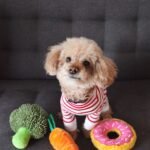 brown toy poodle puppy on sofa